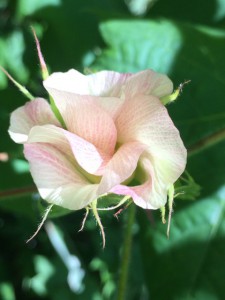 The bloom from a Florida Native cotton plant