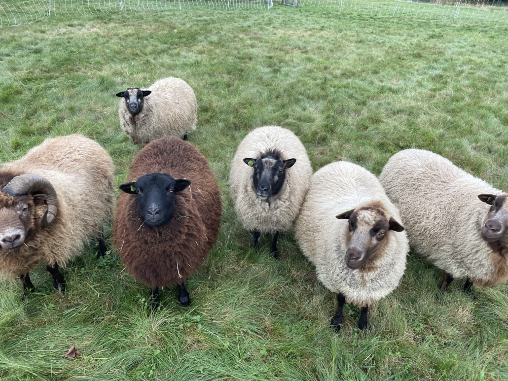 A Place for Shetland Sheep: Five Sisters Farm – PLY Magazine