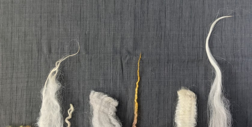 wool from different breeds of sheep demonstrating different lengths of fiber