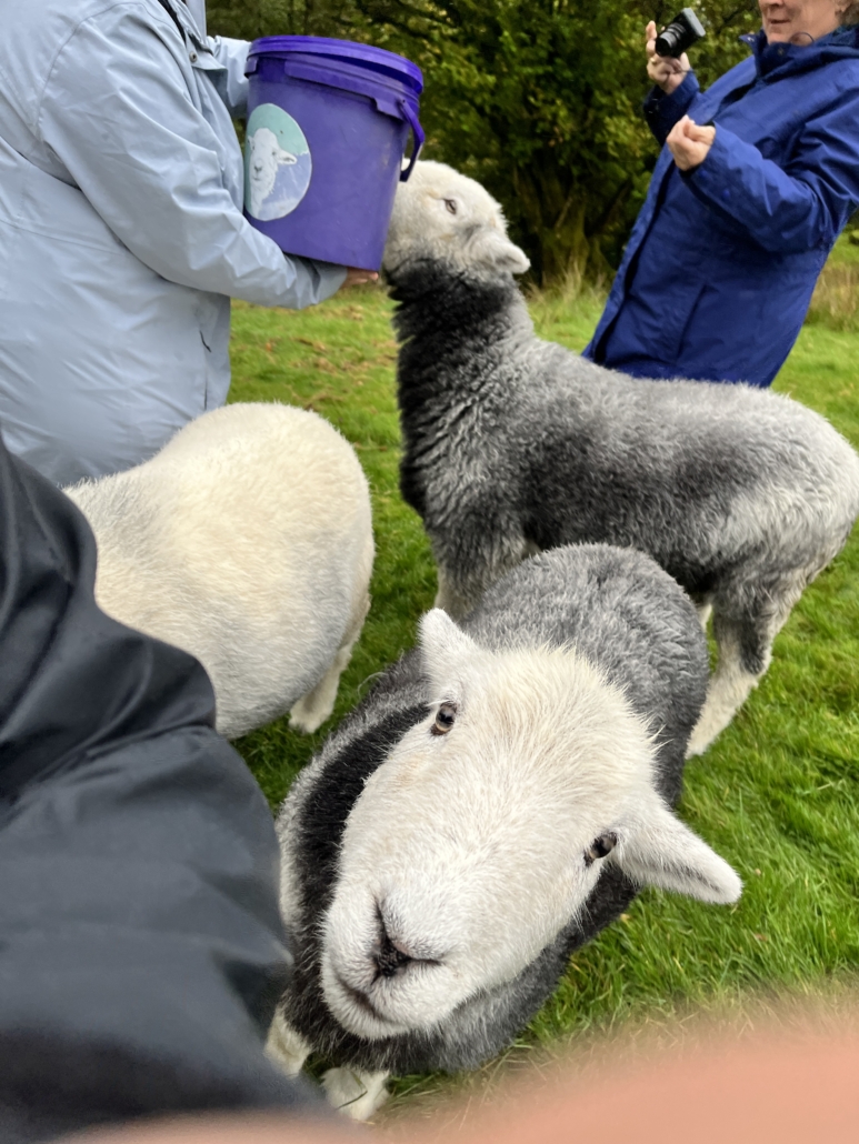 "Feeding Herdwicks, my favorite sheep breed!"