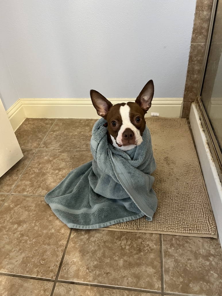 Super cute Nugget wrapped up in a towel