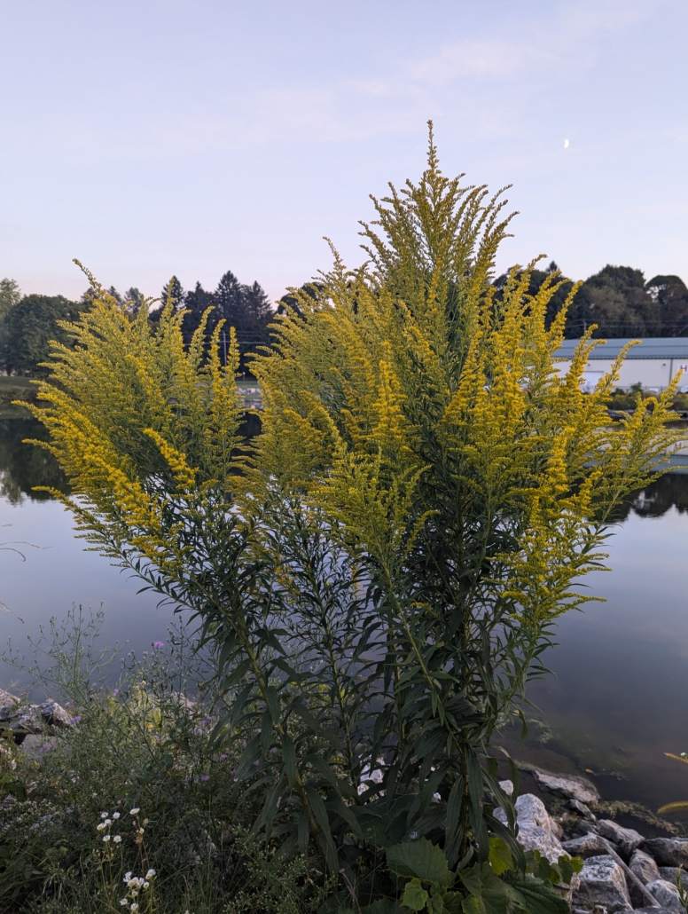 goldenrod
